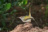 Common Tailorbird