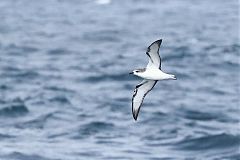 Cook's Petrel