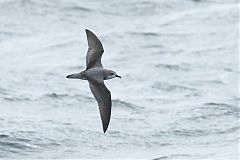 Cook's Petrel