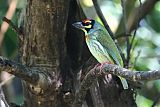 Coppersmith Barbet