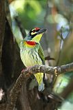 Coppersmith Barbet