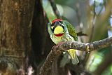 Coppersmith Barbet