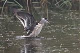 Cotton Pygmy-Goose