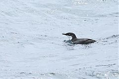 Craveri's Murrelet