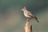 Crested Lark