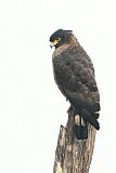 Crested Serpent-Eagle