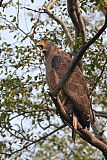 Crested Serpent-Eagle