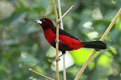 Crimson-backed Tanager perching/standing at Colón, Panama