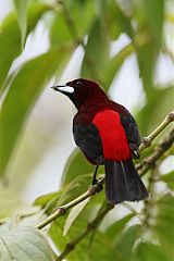 Crimson-backed Tanager perching/standing at Colón, Panama