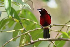Crimson-backed Tanager perching/standing at Colón, Panama