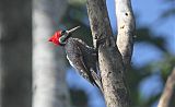 Crimson-crested Woodpeckerborder=