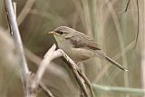 Delicate Prinia