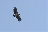 Egyptian Vulture