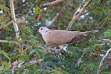 Eurasian Collared-Dove