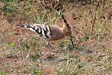 Eurasian Hoopoe