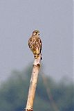 Eurasian Kestrel