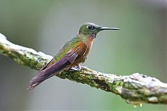 Fawn-breasted Brilliant at Colombia