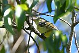 Flat-billed Vireo