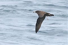 Flesh-footed Shearwater