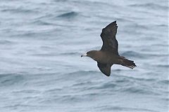 Flesh-footed Shearwater