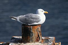 Glaucous-winged Gull