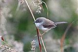 Gray-breasted Prinia