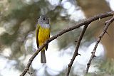 Gray-headed Canary-Flycatcher