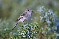 Gray Flycatcher