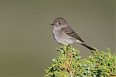 Gray Flycatcher