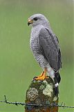 Gray-lined Hawk