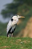 Gray Heron