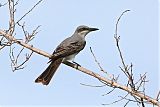 Gray Kingbird