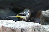 Gray Wagtail