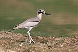 Great Thick-knee