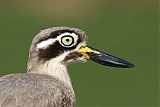 Great Thick-knee