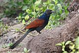 Greater Coucal