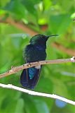 Green-throated Carib