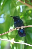 Green-throated Carib