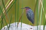 Green Heron