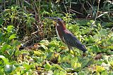 Green Heron