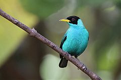 Green Honeycreeper perching/standing at Panama