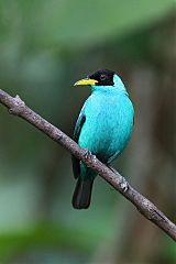 Green Honeycreeper perching/standing at Panama