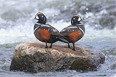 Harlequin Duck