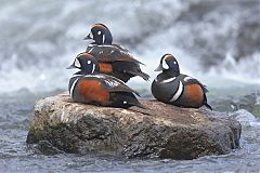 Harlequin Duck