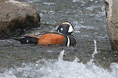 Harlequin Duck