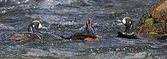 Harlequin Duck