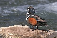 Harlequin Duck