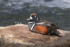 Harlequin Duck