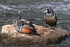 Harlequin Duck