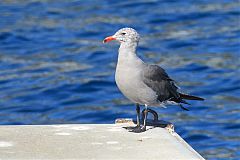 Heermann's Gull